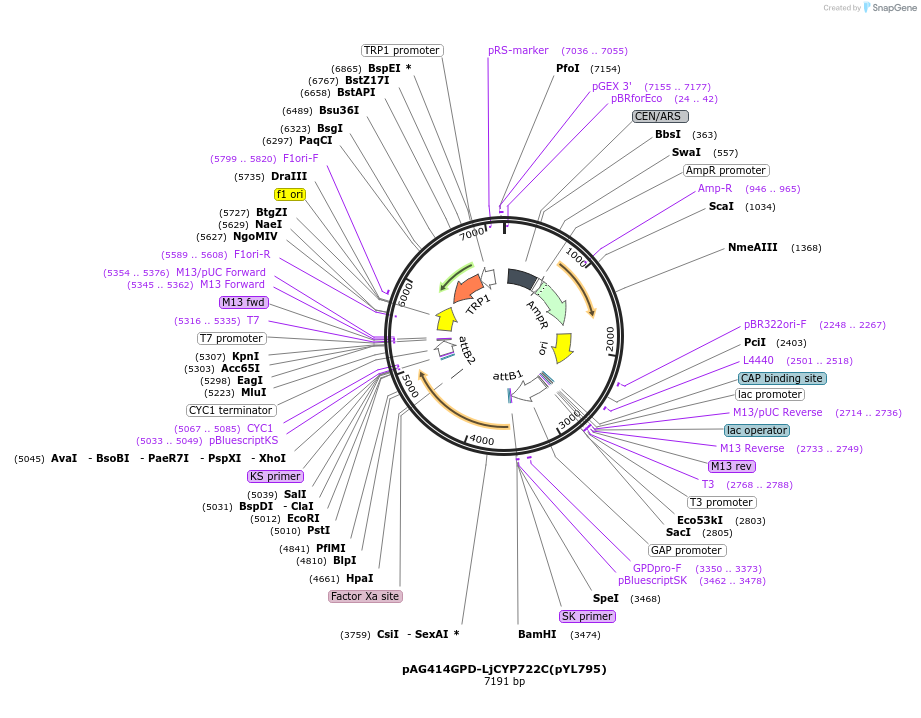 178292-plasmid-map-sequence-id-364875