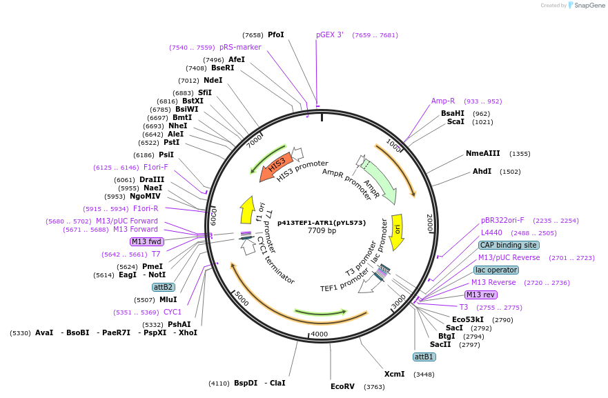 178288-plasmid-map-sequence-id-364876