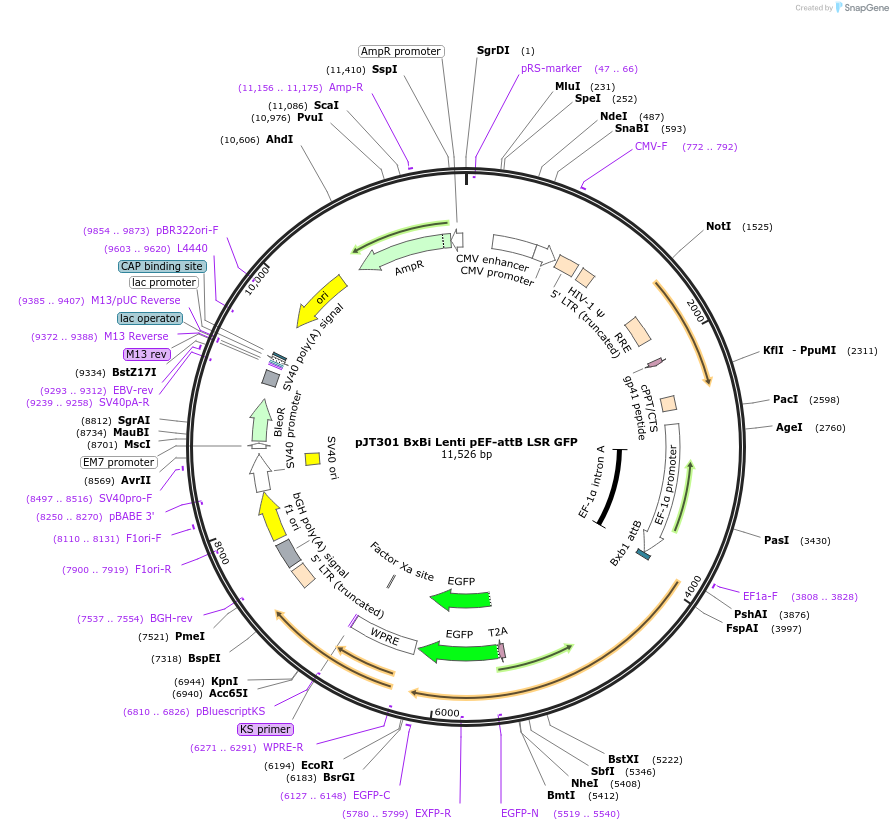 184944-plasmid-map-sequence-id-364893