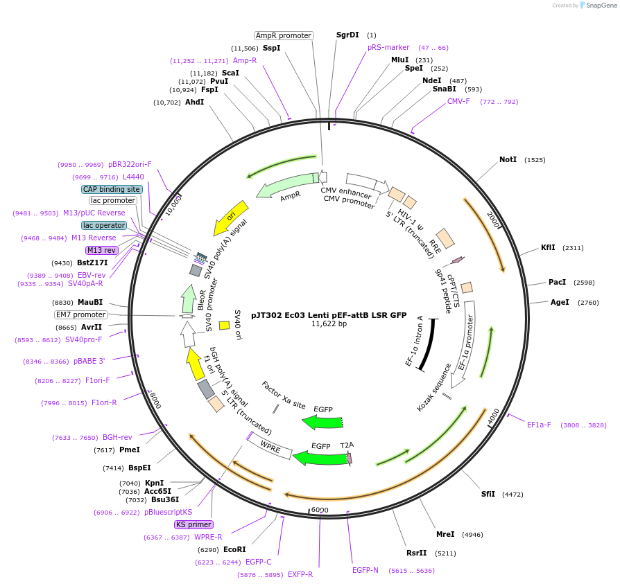 184945-plasmid-map-sequence-id-364895