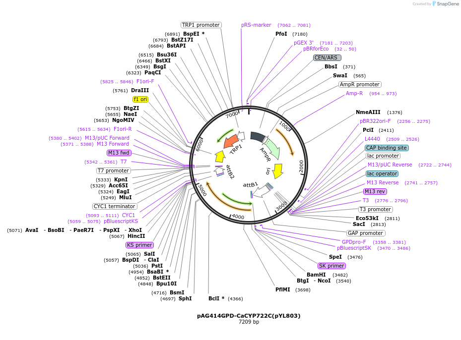 178291-plasmid-map-sequence-id-364898