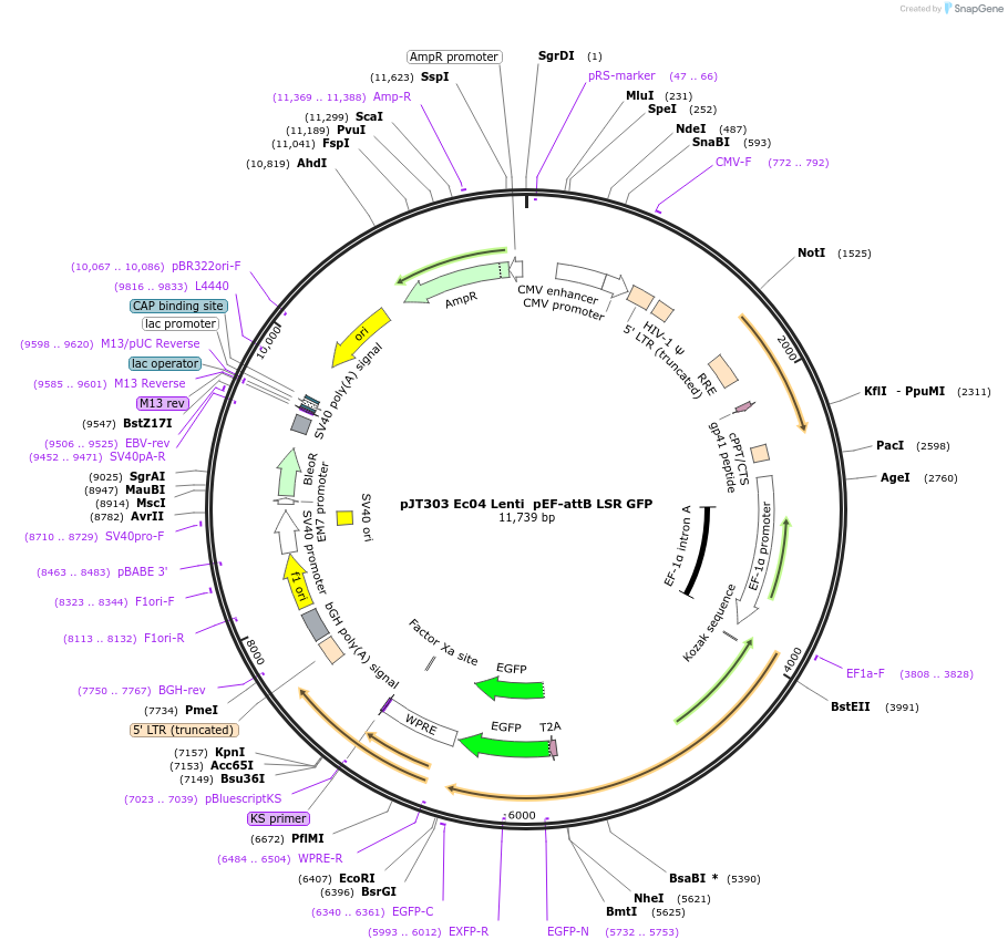 184946-plasmid-map-sequence-id-364899