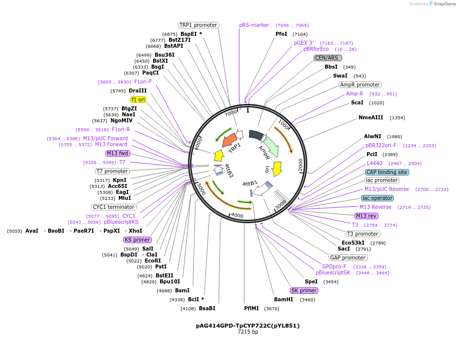 178295-plasmid-map-sequence-id-364903