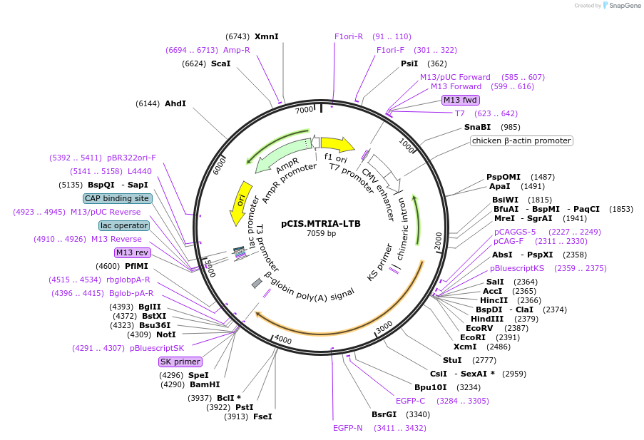 184605-plasmid-map-sequence-id-364904