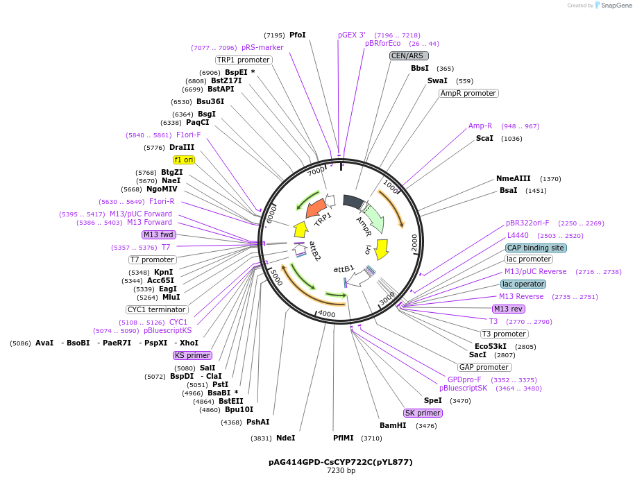 178296-plasmid-map-sequence-id-364905