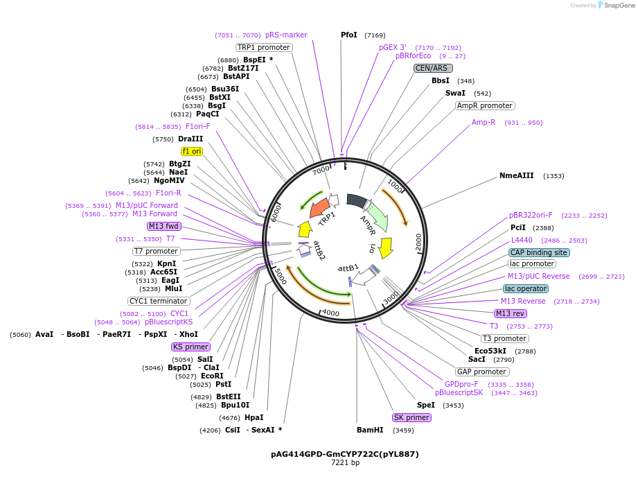 178298-plasmid-map-sequence-id-364906