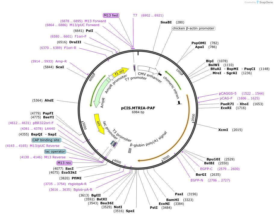184616-plasmid-map-sequence-id-364907