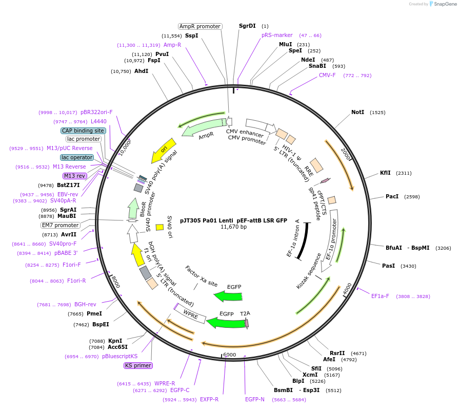 184948-plasmid-map-sequence-id-364910