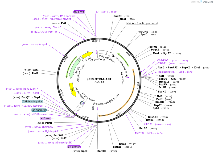 184598-plasmid-map-sequence-id-364911