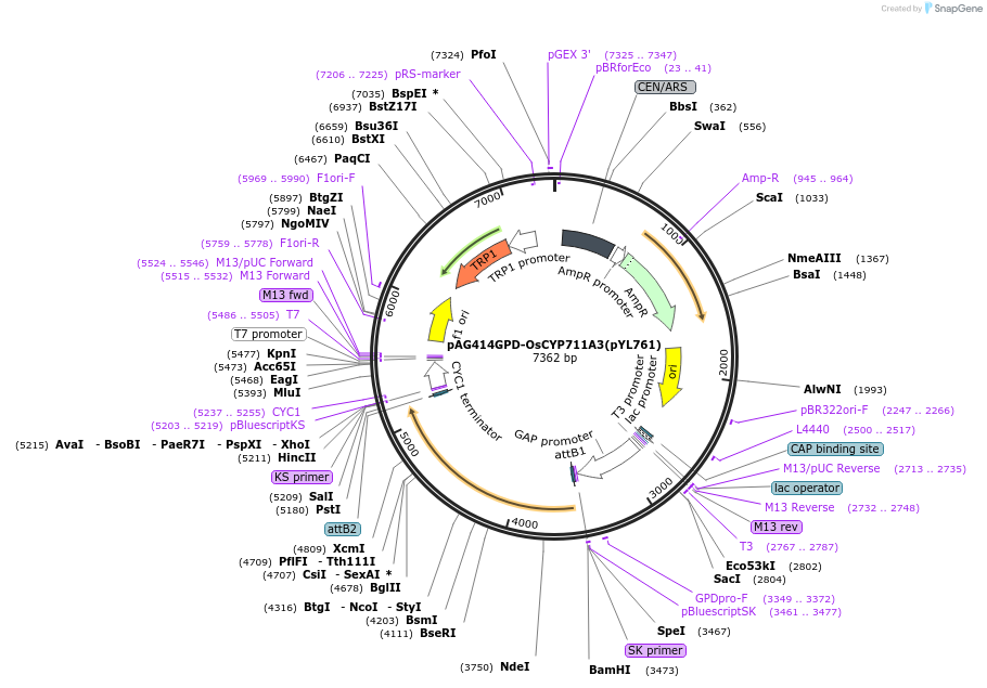 178300-plasmid-map-sequence-id-364913