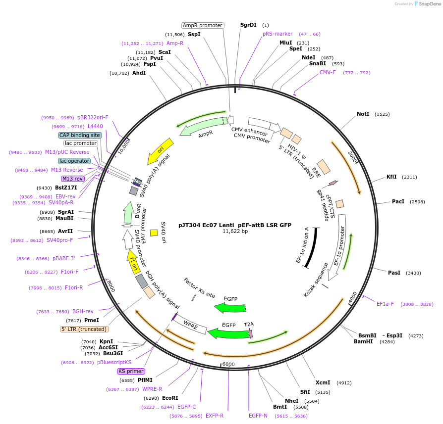184947-plasmid-map-sequence-id-364914