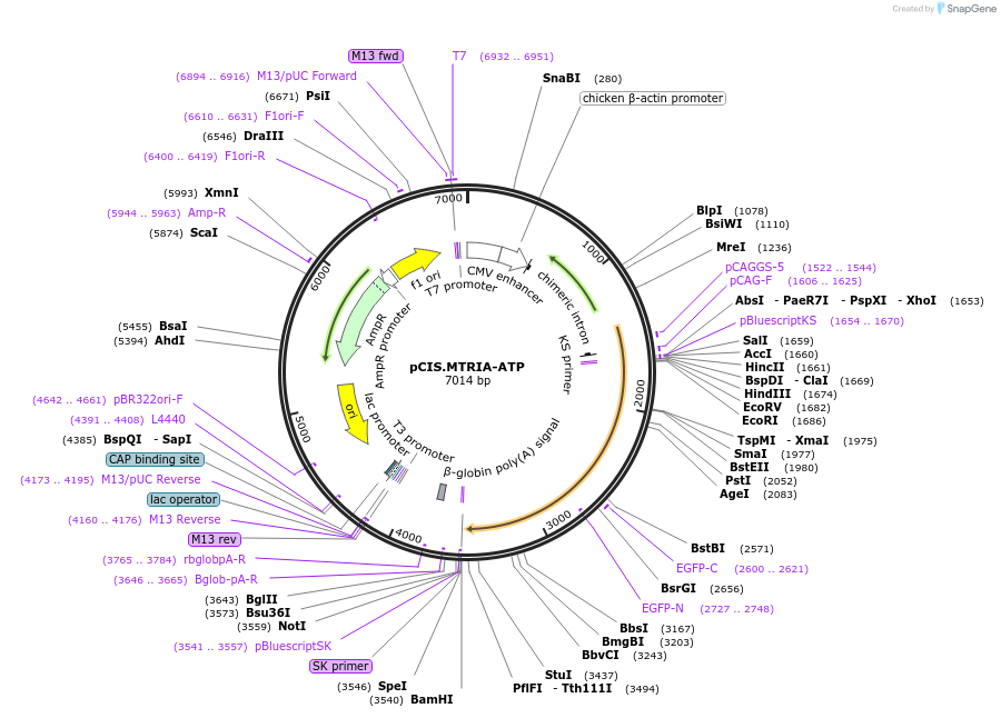 184599-plasmid-map-sequence-id-364918