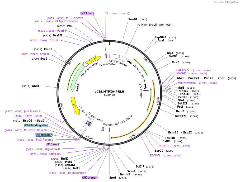 184618-plasmid-map-sequence-id-364921