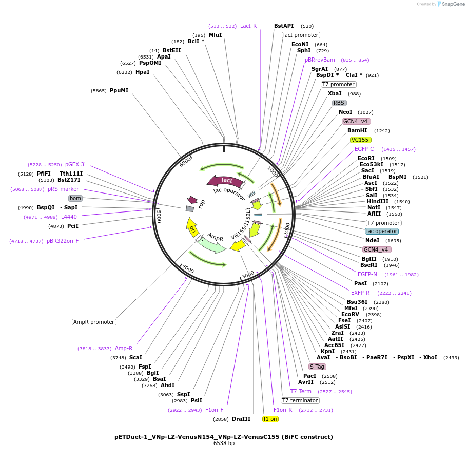 182395-plasmid-map-sequence-id-364922
