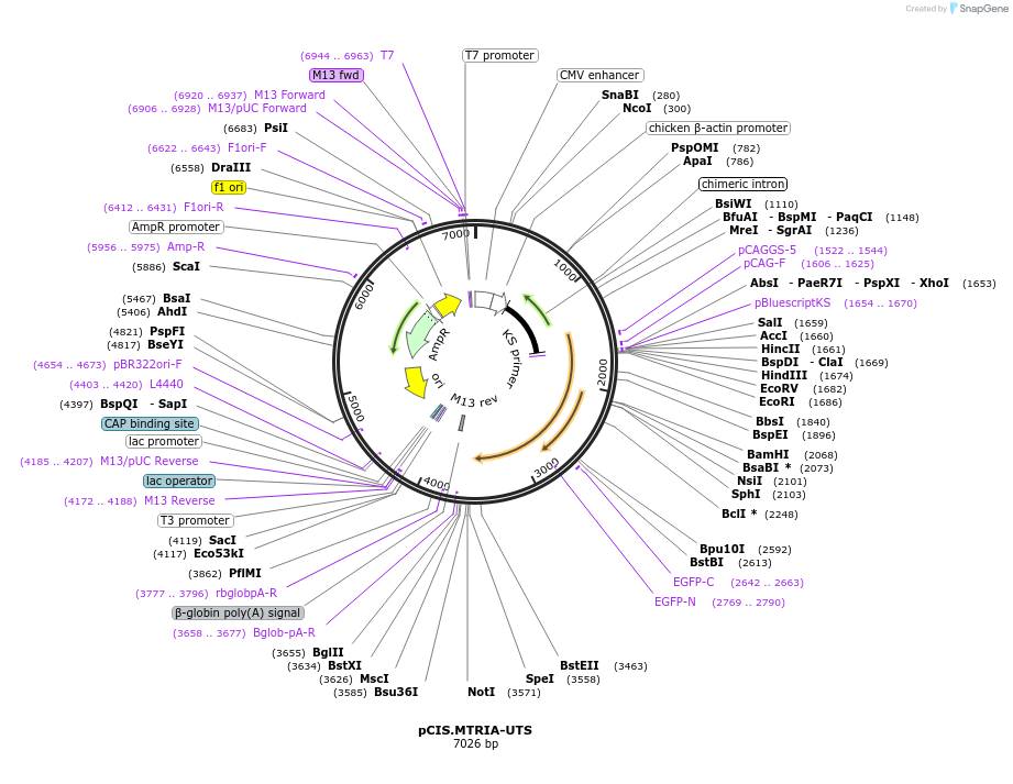184620-plasmid-map-sequence-id-364926