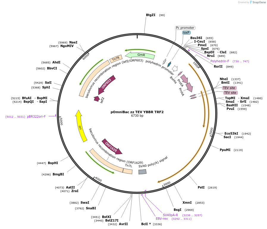 185443-plasmid-map-sequence-id-364927