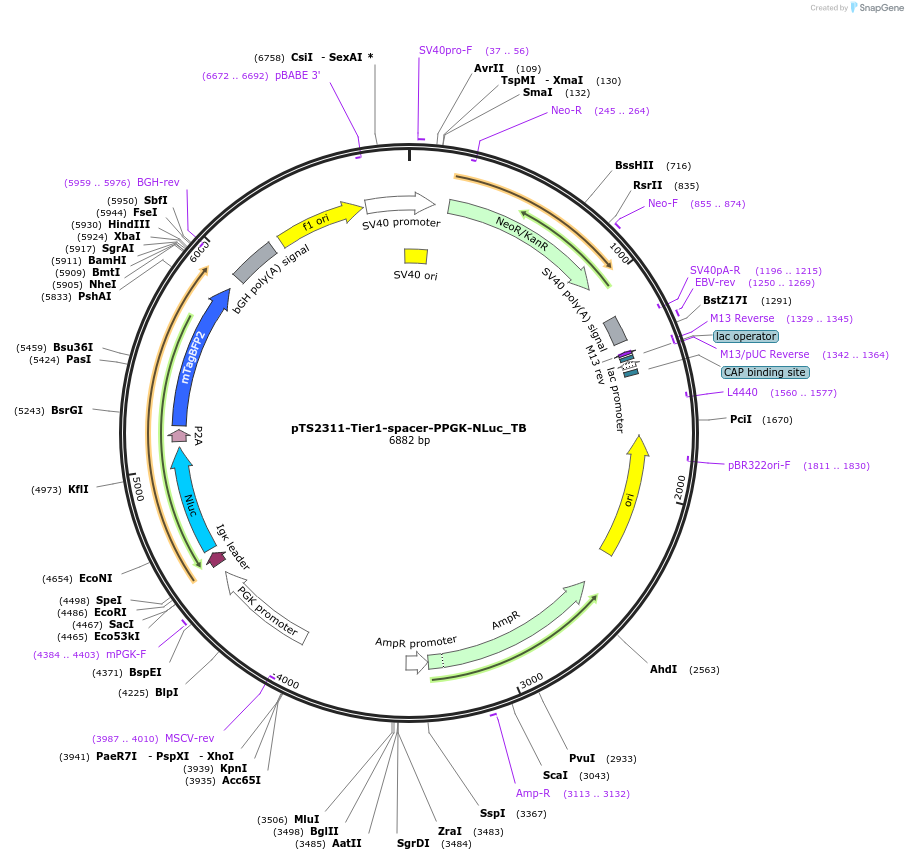 169552-plasmid-map-sequence-id-364979
