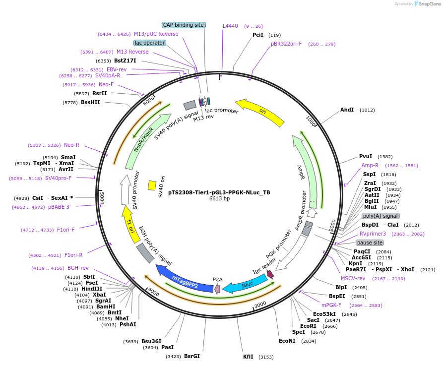 169551-plasmid-map-sequence-id-364981