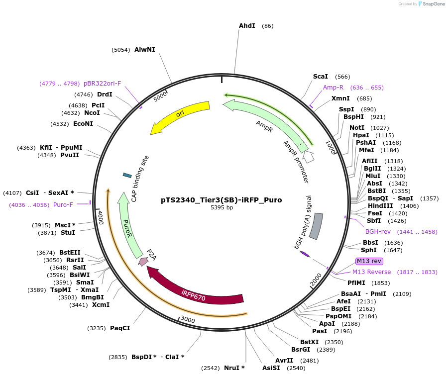 169638-plasmid-map-sequence-id-364985