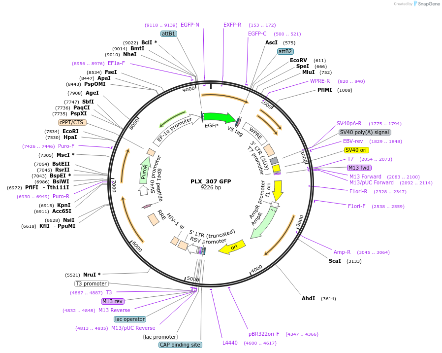 184492-plasmid-map-sequence-id-364988