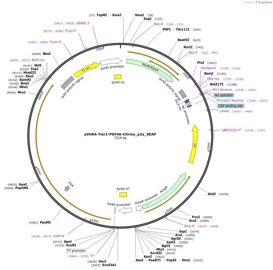 169558-plasmid-map-sequence-id-364996
