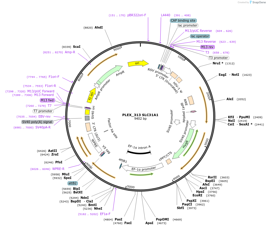184493-plasmid-map-sequence-id-364998