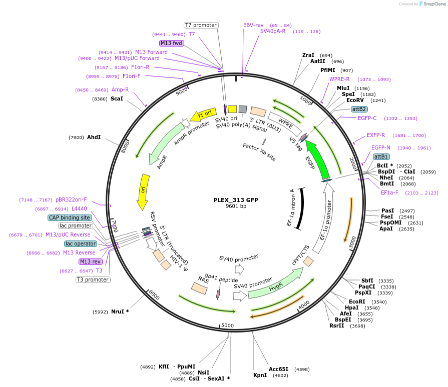184494-plasmid-map-sequence-id-364999