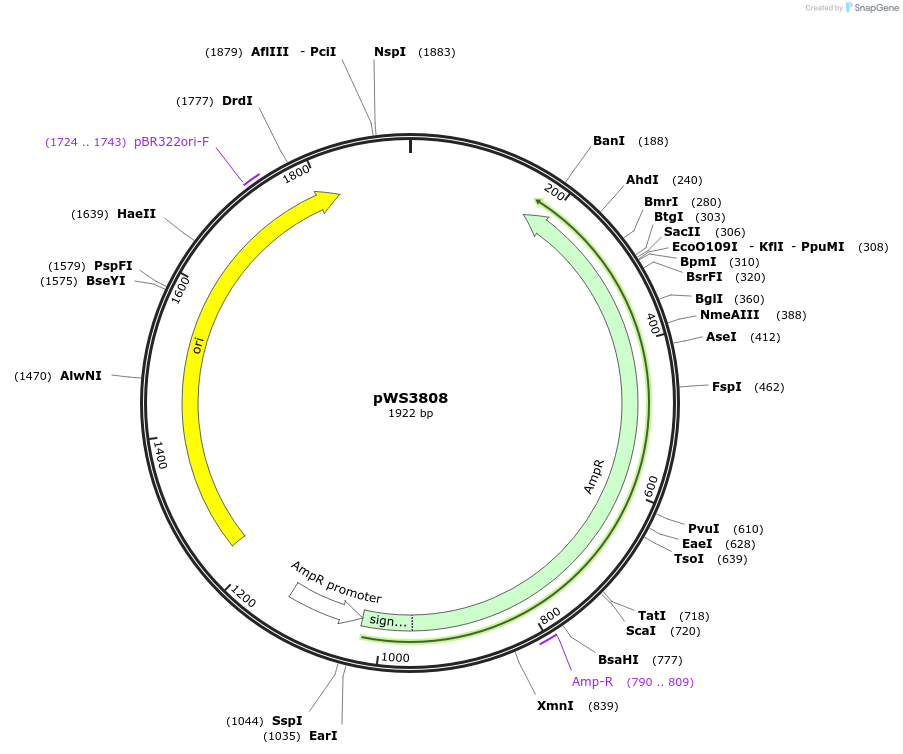 185749-plasmid-map-sequence-id-365007