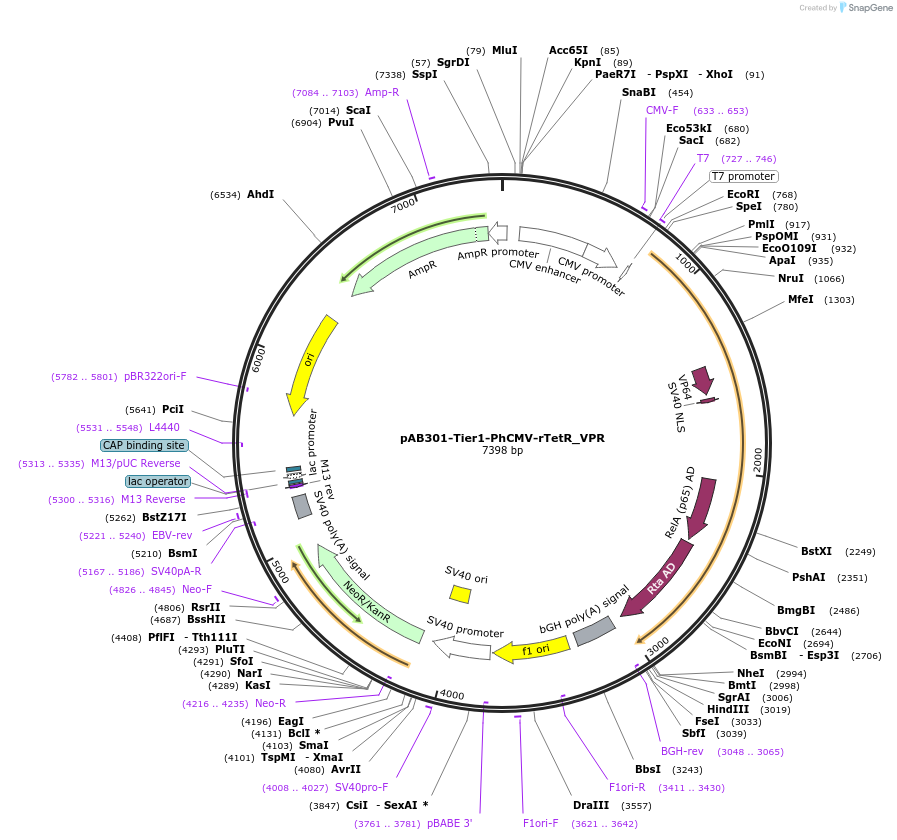 169579-plasmid-map-sequence-id-365008