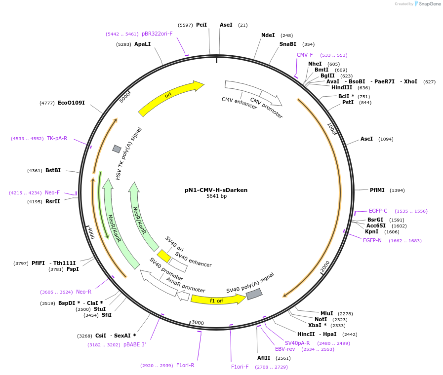 184800-plasmid-map-sequence-id-365012