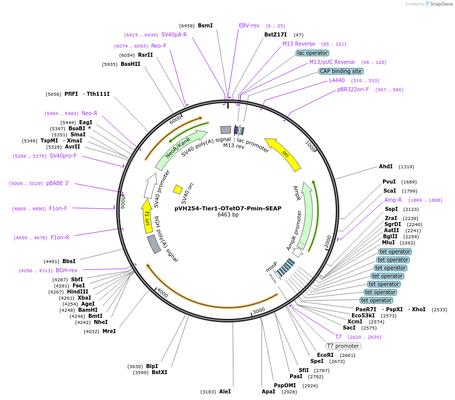 169585-plasmid-map-sequence-id-365013