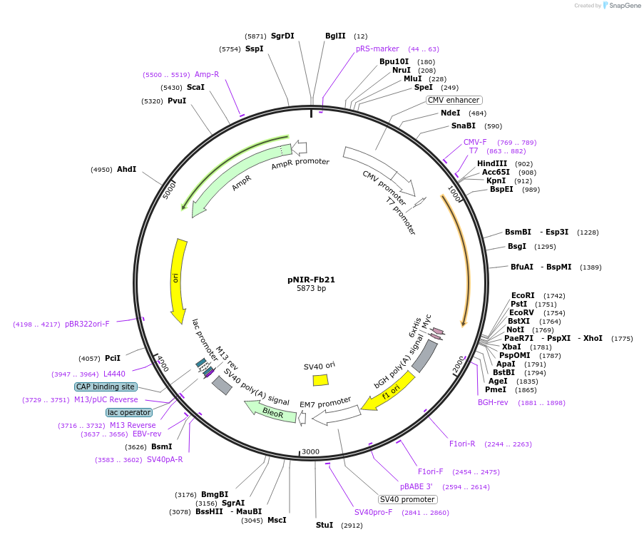 184679-plasmid-map-sequence-id-365046