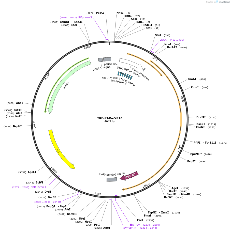 185561-plasmid-map-sequence-id-365047