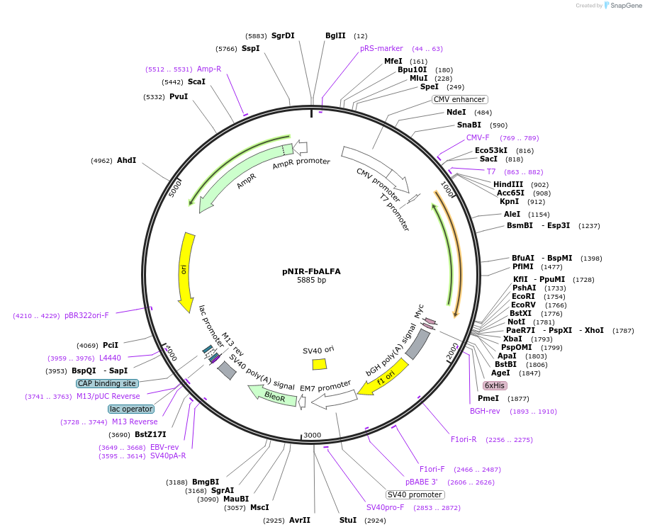 184678-plasmid-map-sequence-id-365049