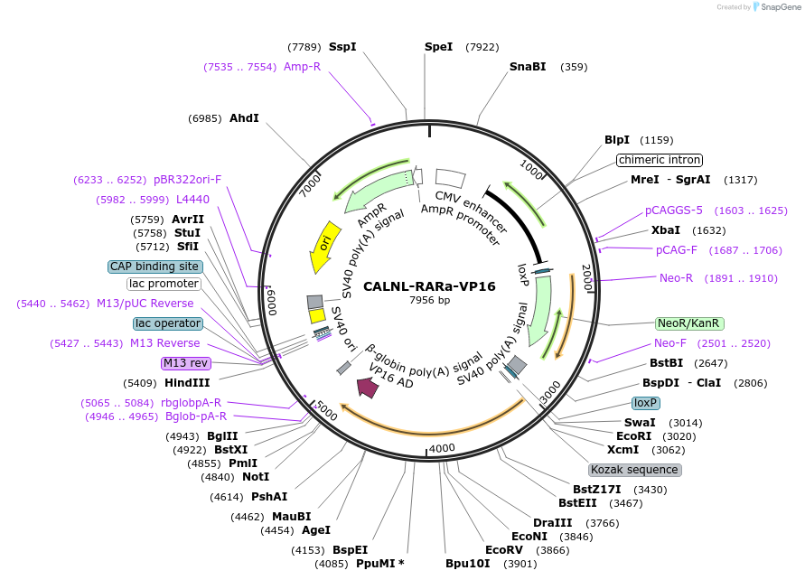 185560-plasmid-map-sequence-id-365050