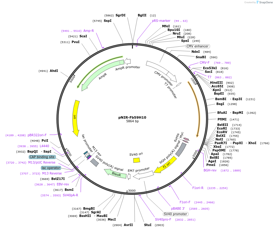 184682-plasmid-map-sequence-id-365056
