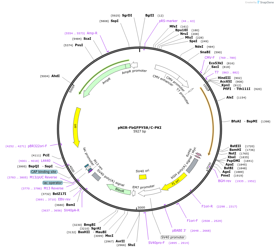 184685-plasmid-map-sequence-id-365058