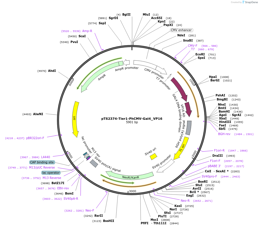 169582-plasmid-map-sequence-id-365220