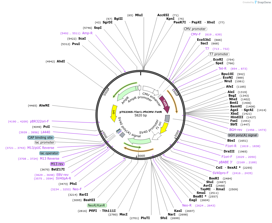 169566-plasmid-map-sequence-id-365223