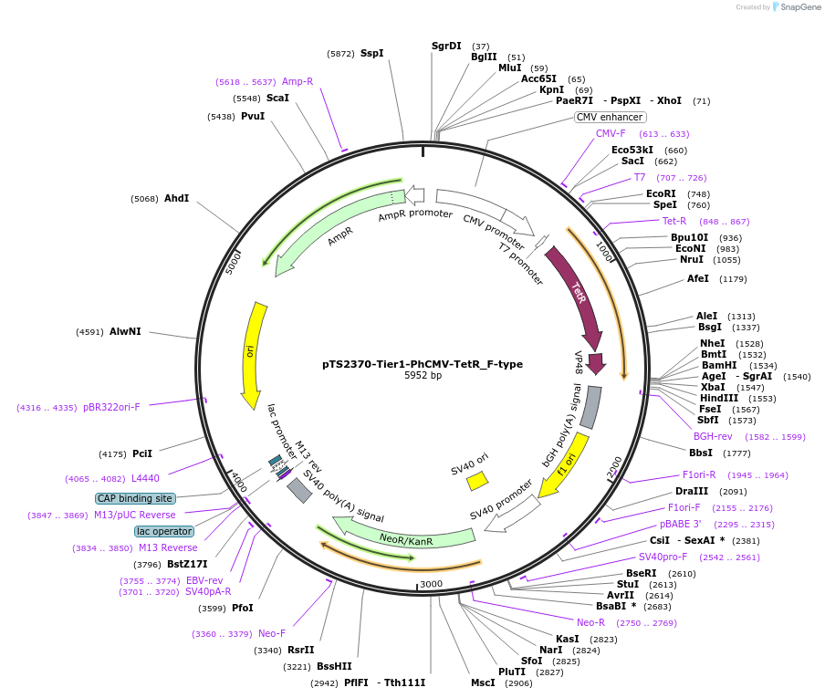 169573-plasmid-map-sequence-id-365224