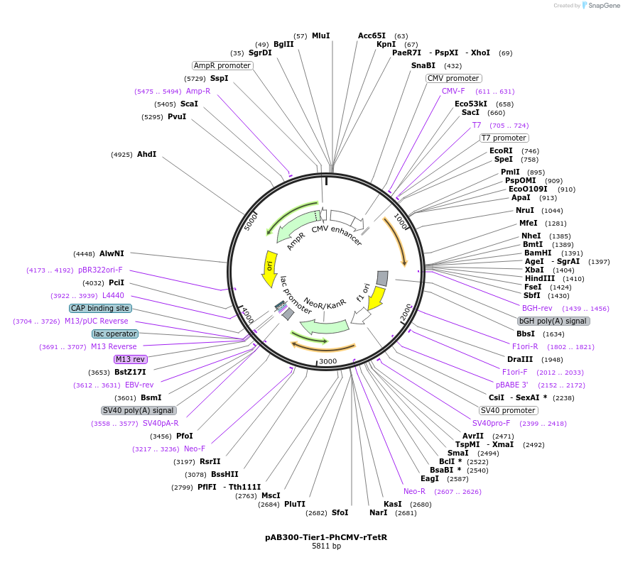 169577-plasmid-map-sequence-id-365225
