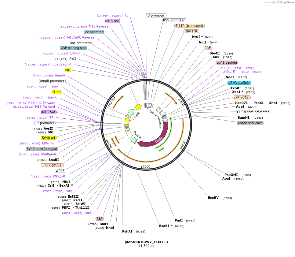 184490-plasmid-map-sequence-id-365299
