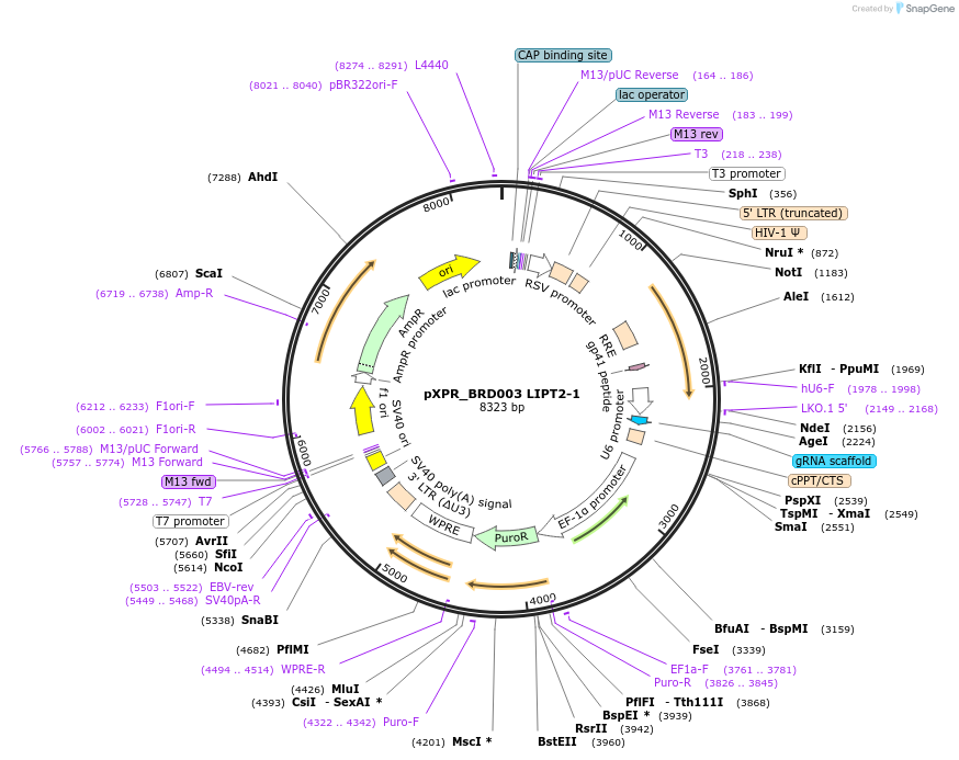 184482-plasmid-map-sequence-id-365301
