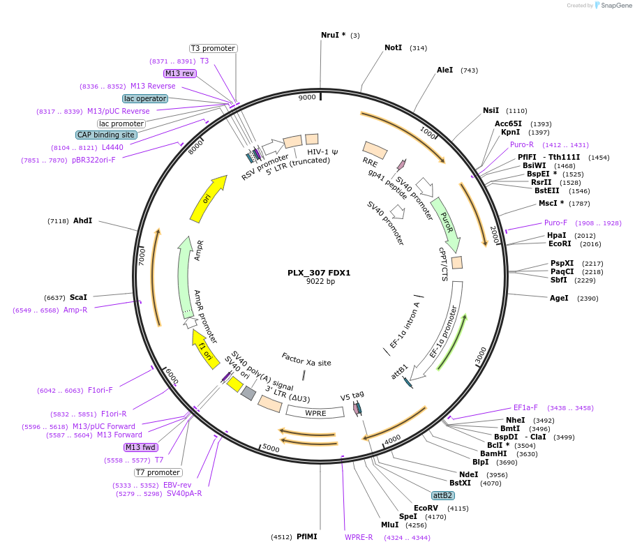 184495-plasmid-map-sequence-id-365303