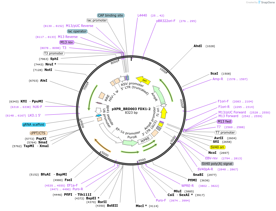 184477-plasmid-map-sequence-id-365310