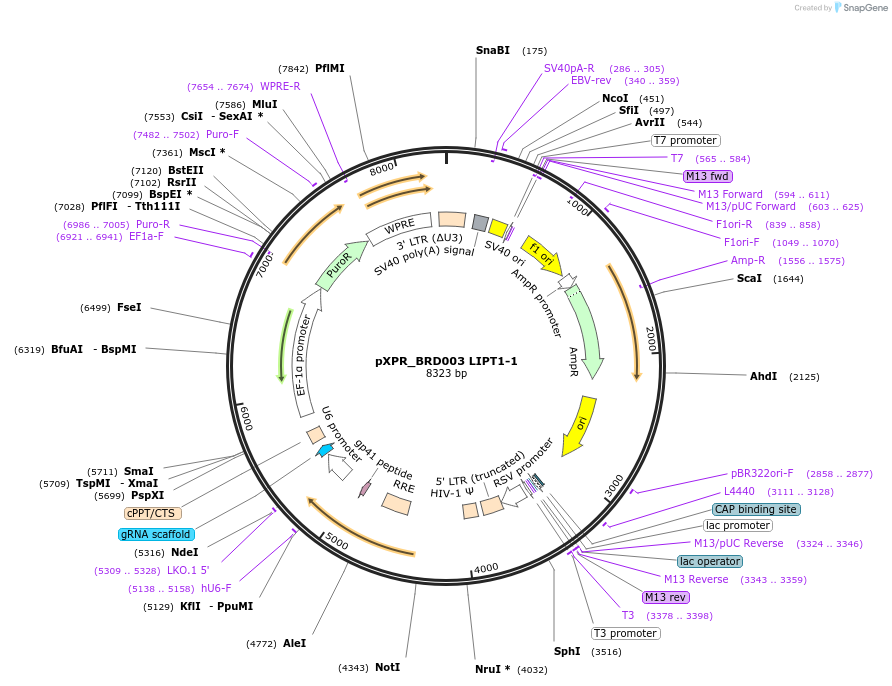 184480-plasmid-map-sequence-id-365314