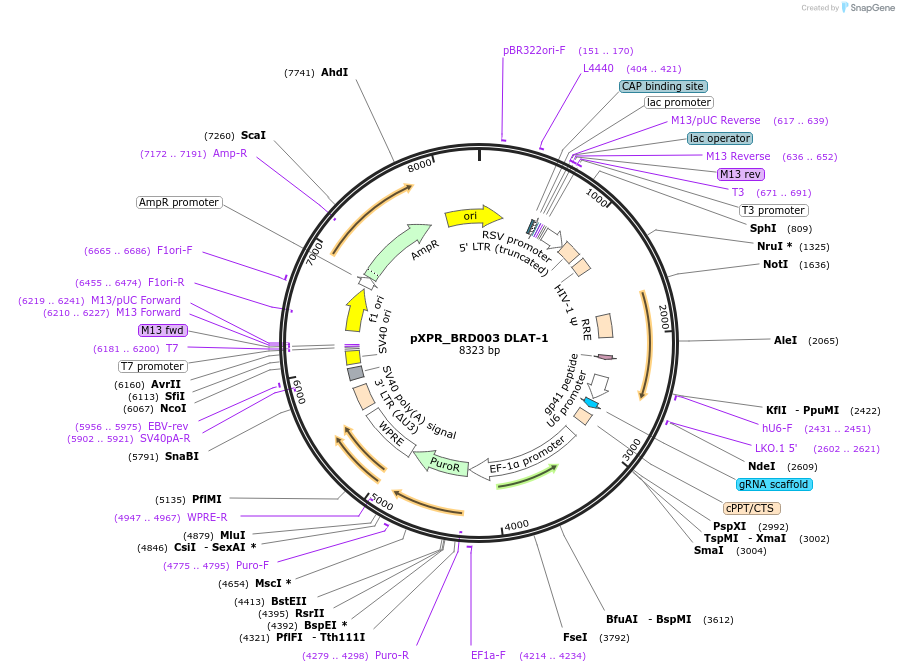 184484-plasmid-map-sequence-id-365319