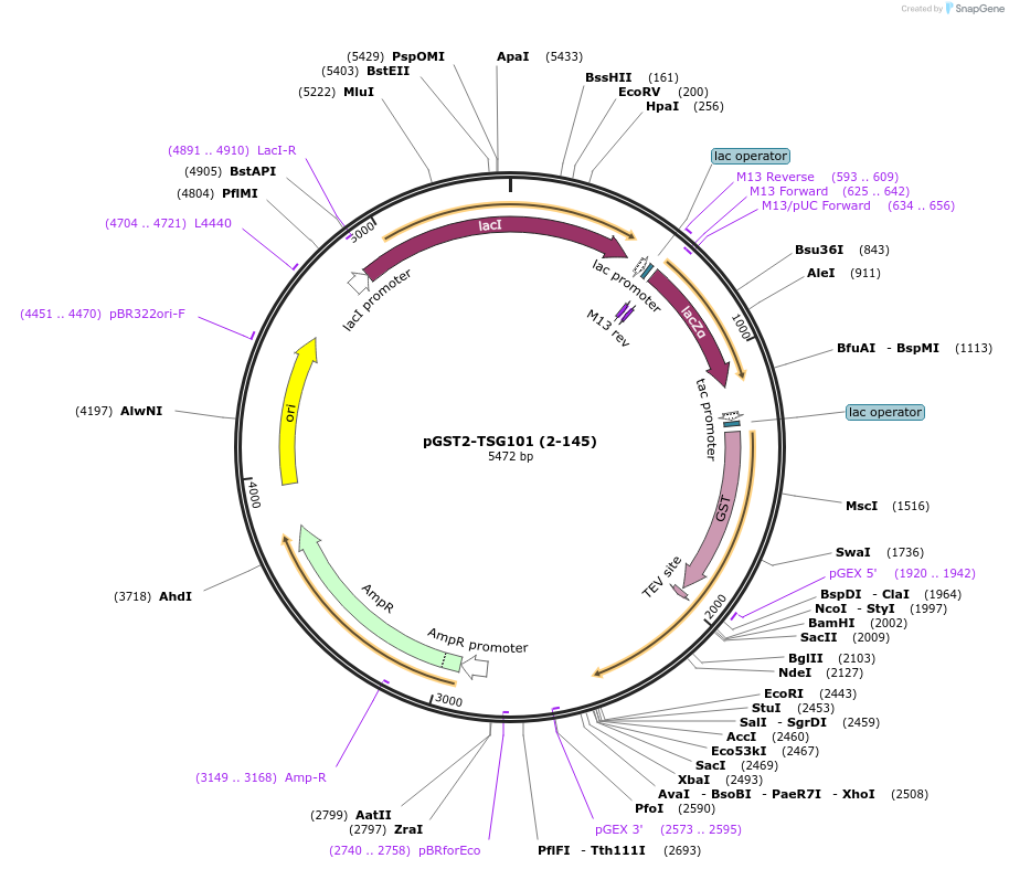 184810-plasmid-map-sequence-id-365322