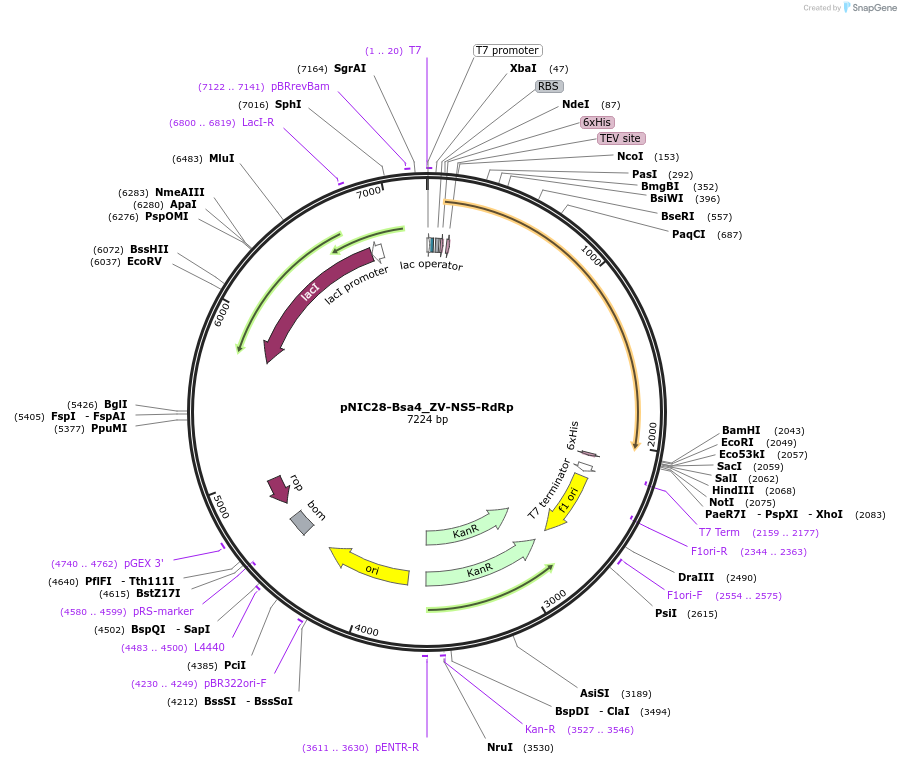 179847-plasmid-map-sequence-id-365329