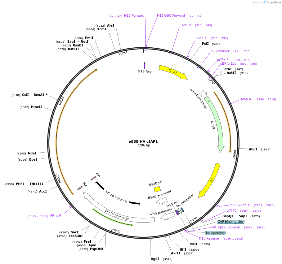 38232-plasmid-map-sequence-id-365336